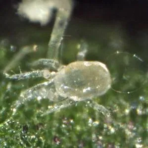 thumbnail for publication: Swirski Mite Amblyseius swirskii Athias-Henriot (Arachnida: Mesostigmata: Phytoseiidae)